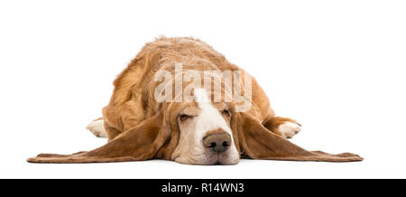 Basset Hound liegen und schlafen, isoliert auf weißem Stockfoto