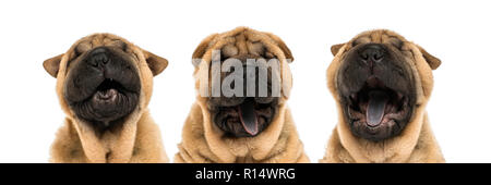 Der Shar Pei Welpen Köpfe (11 Wochen alt) Gähnen - isoliert auf weißem Stockfoto