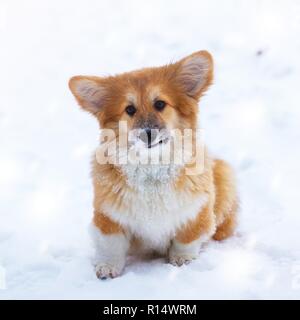 Kleinen Niedlichen corgi flauschigen Welpen im Freien Nahaufnahme Portrait im Winter Tag Stockfoto