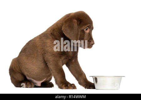 Labrador Retriever Welpen sitzen mit leeren Hund Schüssel, 2 Monate alt, isoliert auf weißem Stockfoto