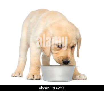 Labrador Retriever Welpen stehen und den Blick auf seine leere Hund Schüssel, 2 Monate alt, isoliert auf weißem Stockfoto