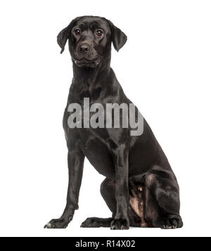 Labrador Retriever, 1 Jahr alt, Sitzen und Stehen, isoliert auf weißem Stockfoto