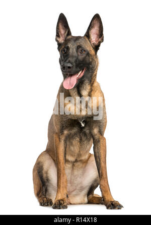 Belgischer Schäferhund sitzend und keuchend, isoliert auf weißem Stockfoto