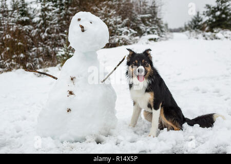 Eine dreifarbige Border Collie sitzend neben einem Schneemann in eine verschneite Szene Stockfoto