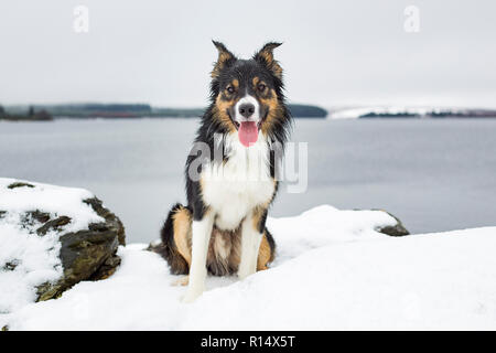 Eine dreifarbige Border Collie saß im Schnee vor einem grossen See auf einem kalten Wintern Nachmittag. Stockfoto