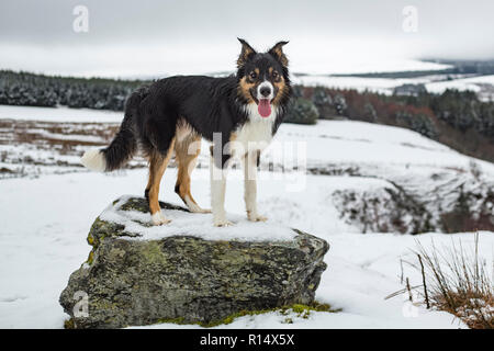 Eine dreifarbige Border Collie stand auf einem Fels von Landschaft im Schnee umgeben. Stockfoto