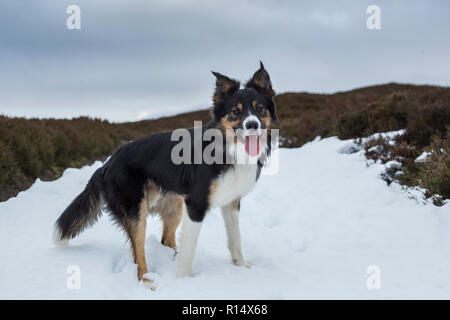 Eine dreifarbige Border Collie stand auf einem Fußweg in tiefem Schnee bedeckt. Stockfoto