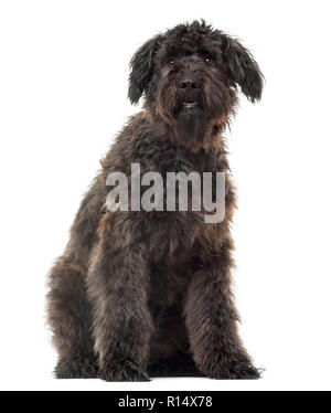 Bouvier des Flandres sitzend, isoliert auf weißem Stockfoto