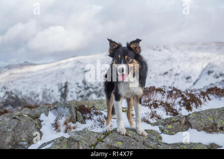 Eine dreifarbige Border Collie von schneebedeckten Bergen, suchen gerade starrte auf die Kamera gerne im Winter zu sein. Stockfoto