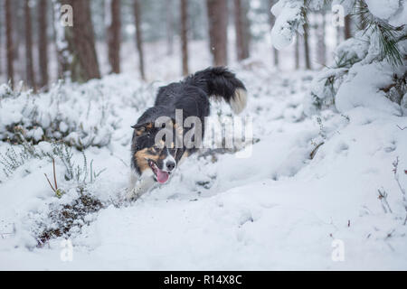 Eine dreifarbige Border Collie durch dick Schnee in einem verschneiten Wald läuft Stockfoto