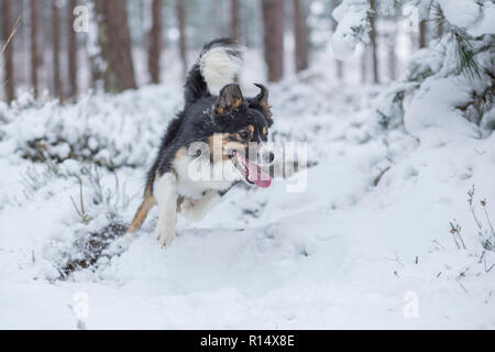 Eine dreifarbige Border Collie durch dick Schnee in einem verschneiten Wald läuft Stockfoto