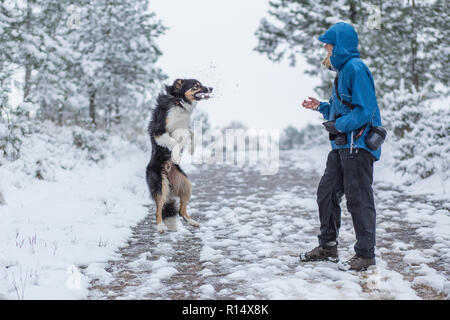 Eine dreifarbige Border Collie in die Luft sprang mit einem Schneeball im Maul von seiner Besitzerin geworfen zu fangen Stockfoto