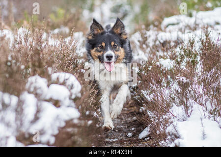 Ein dreifarbiger Border Collie Hund in einem verschneiten Wald Stockfoto