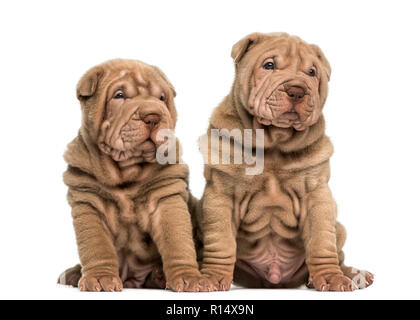 Zwei Shar Pei Welpen sitzen zusammen, isoliert auf weißem Stockfoto