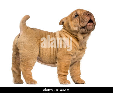 Seitenansicht eines Shar Pei Welpen stehend, Bellen, auf weissem isoliert Stockfoto