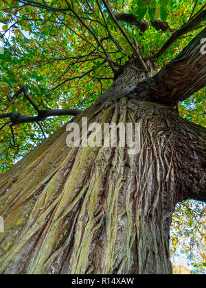 Sweet Chestnut Castanea sativa Stamm und Rinde Muster der alten Baum Stockfoto