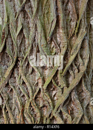 Sweet Chestnut Castanea sativa Stamm und Rinde Muster der alten Baum Stockfoto