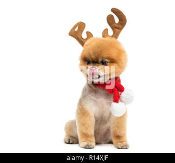 Pomeranian Hund sitzen und tragen Rentier Geweih Kopfband und ein Weihnachten schal Präparierte Stockfoto