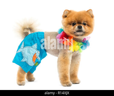 Pomeranian Hund in Shorts und eine Hawaii Lei Präparierte Stockfoto