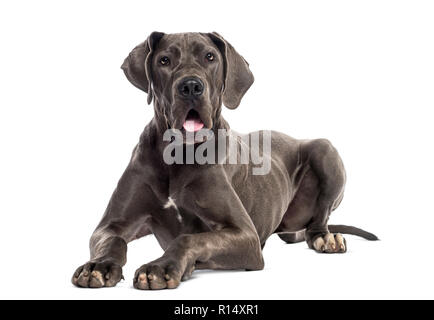 Dogge liegend (8 Monate alt) Stockfoto