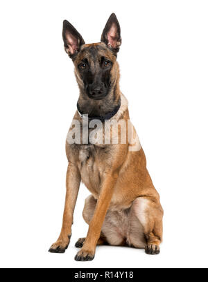 Belgischer Schäferhund (Malinois) (1 Jahr alt) Stockfoto