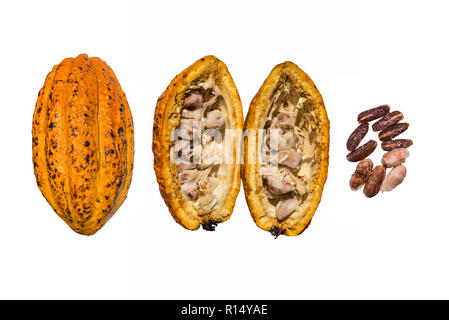 Kreative Gestaltung, die aus neuen Kakaofrucht, Kakao Früchte halbieren, ungeschält und Kakao Nibs cacao Bohnen mit der Hälfte geschnitten auf den weißen Hintergrund. Flach Stockfoto