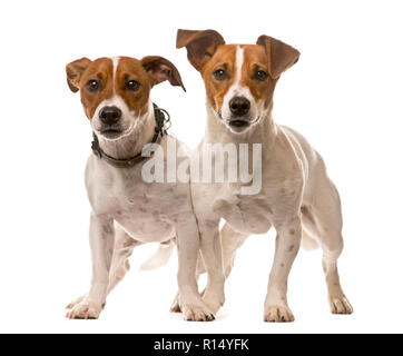 Zwei Jack Russell Terrier vor einem weißen Hintergrund Stockfoto