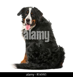 Berner Sennenhund vor einem weißen Hintergrund sitzen Stockfoto