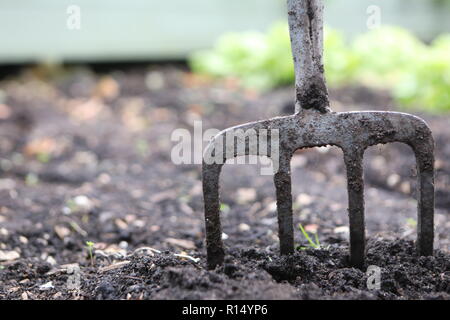 Garten Gabel in einem Gemüsebeet Stockfoto