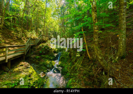 Blick entlang der Dickson fällt weg, in den Fundy National Park, New Brunswick, Kanada Stockfoto