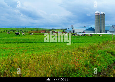 Ausblick auf die Landschaft und Kühe in Saint-Michel-de-Bellechasse, Quebec, Kanada Stockfoto