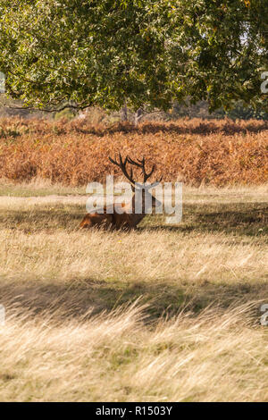 Ein roter Hirsch Hirsche in den Schatten am Bushy Park, England, Großbritannien Stockfoto