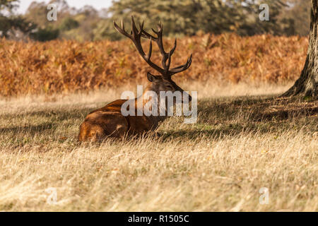 Ein roter Hirsch Hirsche in den Schatten am Bushy Park, England, Großbritannien Stockfoto