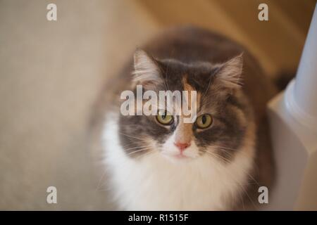 Dusky, Cat's Augen in die Kamera Stockfoto