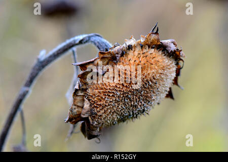 Sonnenblume im Herbst, Helianthus annuus Stockfoto