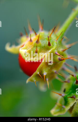 Klebriger, Litschi-Tomate, Nachtschatten Solanum sisybriifolium Stockfoto