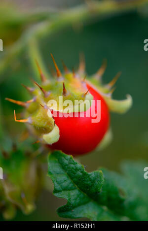 Klebriger, Litschi-Tomate, Nachtschatten Solanum sisybriifolium Stockfoto