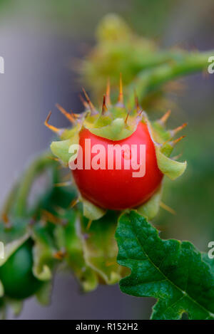 Klebriger, Litschi-Tomate, Nachtschatten Solanum sisybriifolium Stockfoto