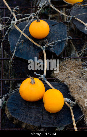 Gartenkuerbis, Sorte Pomme d'Or, Cucurbita pepeo Stockfoto