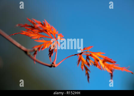 Japanischer Ahorn Acer japonicum aconitifolium Stockfoto