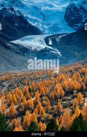 Auslaeufer des Morteratschgletscher mit Laerchen, Berninagruppe, Oberengadin, Kanton Graubünden, Schweiz, Europa, Larix decidua, Gletscherschmelze Stockfoto