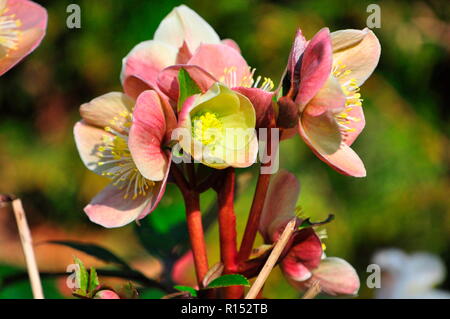 Schwarze Nieswurz, Helleborus niger Stockfoto