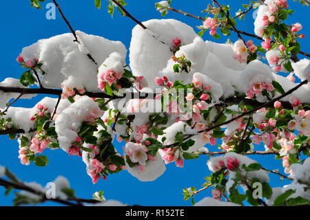 Schnee bedeckt Apfelblüte, Malus domesticus Stockfoto