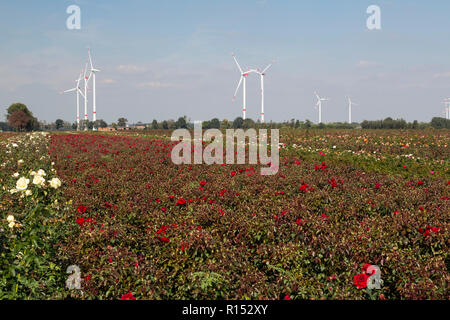 Die Kultur von Rosen, windfarm im Hintergrund, Limburg, Niederlande Stockfoto