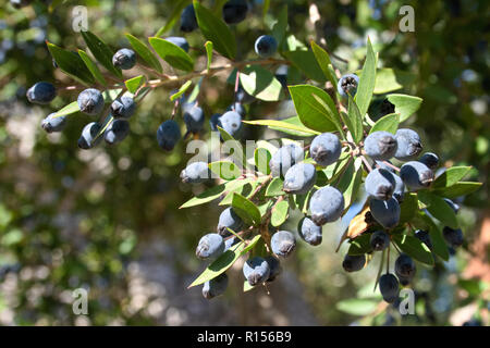 Myrtus communis mit Früchten, die Gemeinsame Myrte, von der Familie Myrtaceae - eine typische mediterrane Pflanze Stockfoto