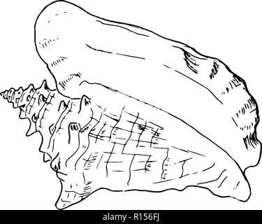 Satz von verschiedenen schönen Meer Muschelschalen, Skizze Abbildung. isoliert. Realistische handgezeichnete Skizzen von Muscheln. Ozean-Fauna. aquatische. Rapana, Stock Vektor