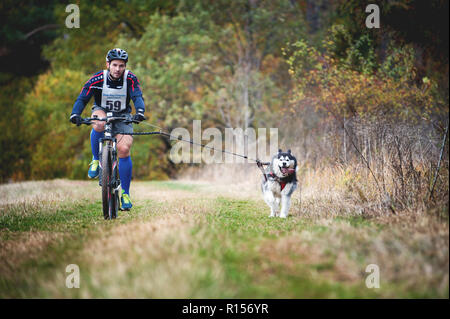 Deutschland, Oberndorf, Geslau - NOVEMBER 3, 2018: Sled Dog ziehen das Fahrrad mit Mann, Mushing Off Snow Cross Country Rennen in typischen herbstlichen Wetter. Keine Stockfoto