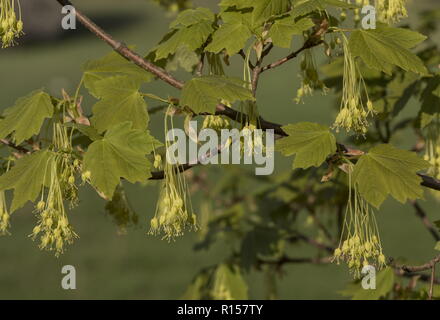 Italienische Ahorn, Acer opalus, in Blüte im Frühjahr, mit Laub. Kroatien. Stockfoto