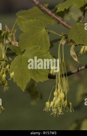 Italienische Ahorn, Acer opalus, in Blüte im Frühjahr, mit Laub. Kroatien. Stockfoto