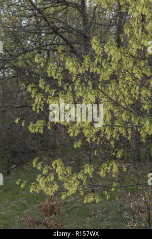 Italienische Ahorn, Acer opalus, in Blüte im Frühjahr, mit Laub. Kroatien. Stockfoto